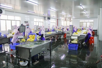 菠蘿的海不一般，徐聞果香引客來