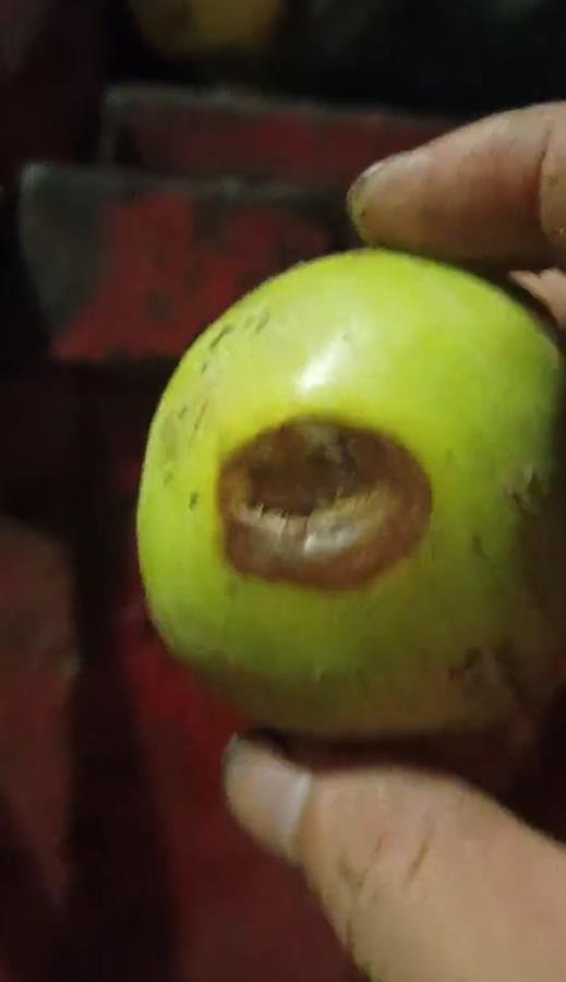 禮泉爛蘋果榨汁風(fēng)波 企業(yè)稱有選果流程，市監(jiān)局緊急叫停產(chǎn)品出庫